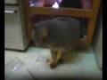 videos de morlock cabinet