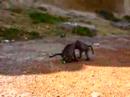 Chacma baboons Chacma baboons