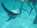 Video: Delfin intenta violar a bella mujer