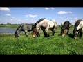 Het Groene Lied Het Groene Lied