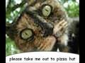 Franz Ferdinand Cats