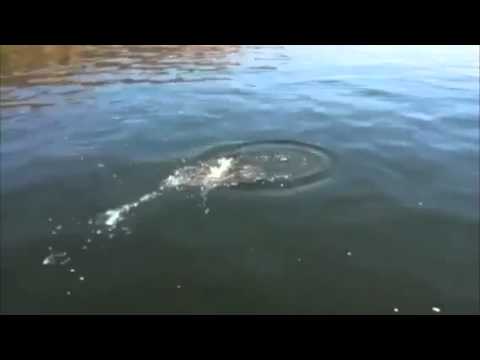 Unintentional release of massive triploid trout