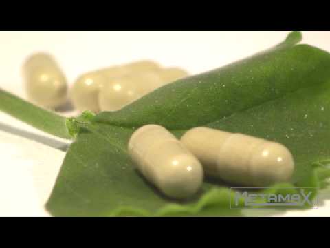 how to harvest ginkgo biloba