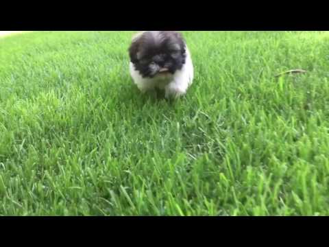 Teddy, is a very intelligent, laid back tiny Imperial Shih Tzu. Current weight is 3 lbs