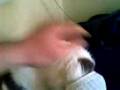 videos de funny cats, jugando con mi gato