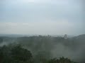 Jungle Sounds 3