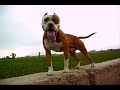 .: American Pit Bull Terrier :.