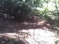 Amansando a agrale!!