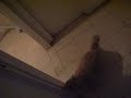 pushkin the crazy cat