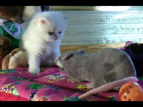 Видео 'Котенок и мышка'
