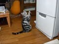 Le Chat et le frigo