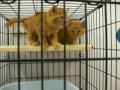 091221 下越動物保護管理センターで新しい飼主を待っている猫たち