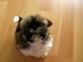 My little shih tzu