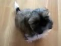 Shih Tzu video