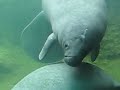 Mating Manatees