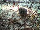 Feeding Sharptail Grouse Feeding Sharptail Grouse