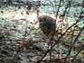 Feeding Sharptail Grouse
