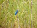 Kingfisher, Zanderij Crailo