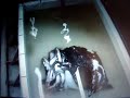 Defrosting of a Rare Colossal Giant Squid
