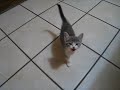 Watch 'Gato llorón'