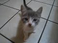 one kitten (6 weeks) has a strong perpetual meow, the other (same 6 weeks) has a faint raspy meow, and our 1-yo cat has a weird vocal warble!