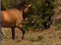Horses - Bleeding Love ( First Video )
