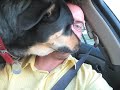 Scout tries to kill us with kisses