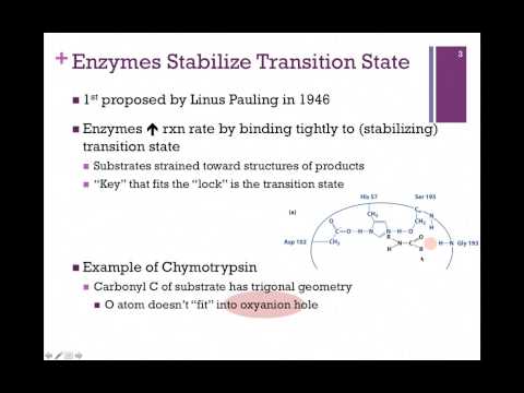 an examination of enzymes an examination of enzymes