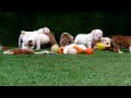 Amazing English bulldog puppies @ www.mauiexpokennel.com call us 786-206-9330