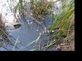 Boiling Tadpoles Boiling Tadpoles