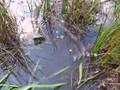 Boiling Tadpoles