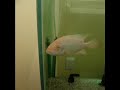 Hungry Brutas