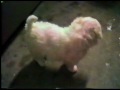 Bichon Frise puppies (few weeks old)
