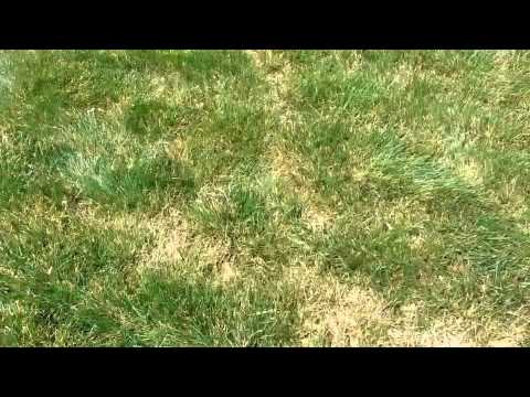 how to get rid voles