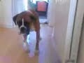 Boxer dog scared of wet laminate flooring!