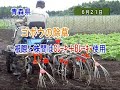 キュウホー ごぼう除草風景 ごぼう