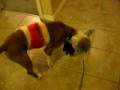 videos de Mason Surgery 011.avi