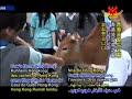拯救流浪牛之家3