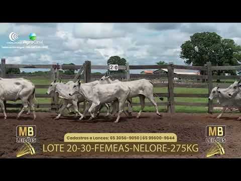 528� LEIL�O VIRTUAL MB LEIL�ES