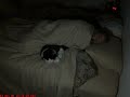 Sleeping with POP CORN CAT -- Cat attack