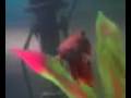 videos de red vieltail