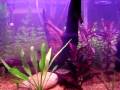 12 Mato Grossos, 4 Acarás Bandeira, 4 Tetras Pretos, 3 Platis... 