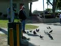 the pigeon wizard of alondra park