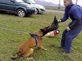 Belgian Malinois,training,protection,ZAJO junior...