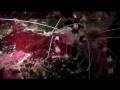 videos de Banded shrimp hunting.m4v