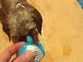 shitzu saves her toy
