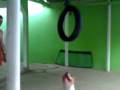 videos de pitt bul 2