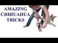 The Most Amazing Chihuahua Tricks- Clicker Dog Training Tricks