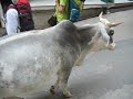 Zeburind in Udaipur