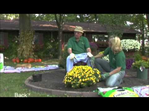 how to transplant mums in fall